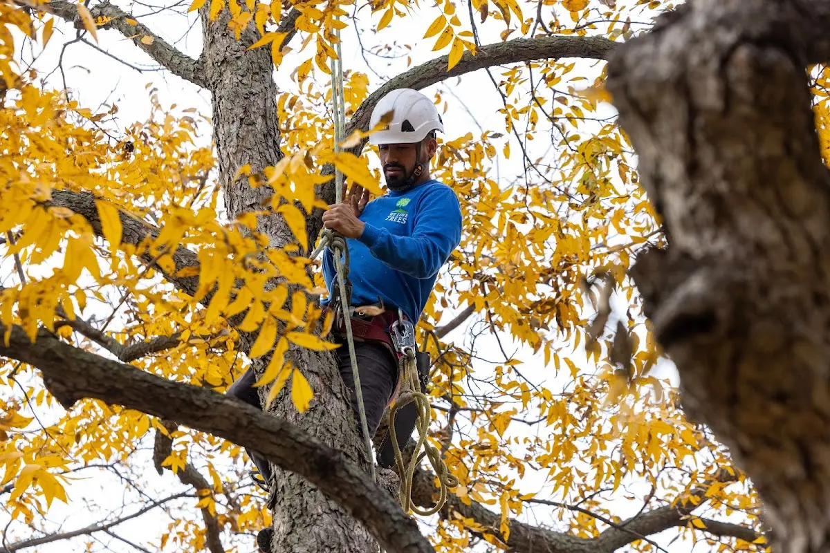 Skilled Tree Pruning crew working in Dundee